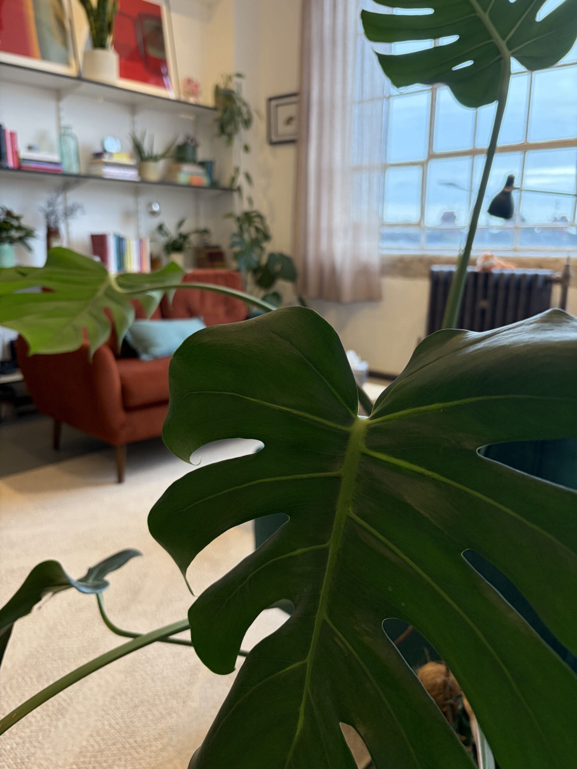 Charnwood Room Plants There's plenty of plants inside our room